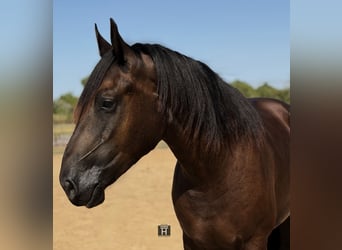 Arbeitspferd Mix, Wallach, 3 Jahre, Rappe