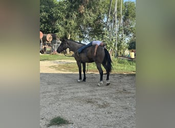 Arbeitspferd Mix, Wallach, 3 Jahre, Roan-Blue