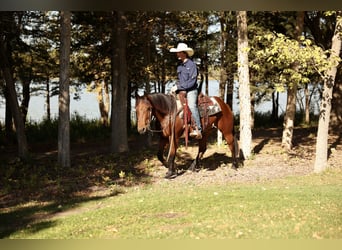 Arbeitspferd Mix, Wallach, 3 Jahre, Rotbrauner