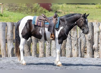 Arbeitspferd Mix, Wallach, 3 Jahre, Schecke