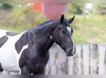 Arbeitspferd Mix, Wallach, 3 Jahre, Schecke