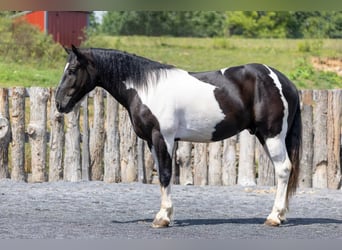 Arbeitspferd Mix, Wallach, 3 Jahre, Schecke