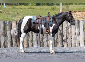 Arbeitspferd Mix, Wallach, 3 Jahre, Schecke