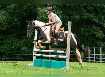 Arbeitspferd Mix, Wallach, 4 Jahre, 147 cm, Schecke