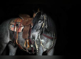 Arbeitspferd Mix, Wallach, 4 Jahre, 150 cm, Roan-Blue