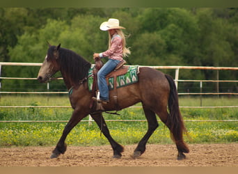 Arbeitspferd Mix, Wallach, 4 Jahre, 152 cm, Buckskin