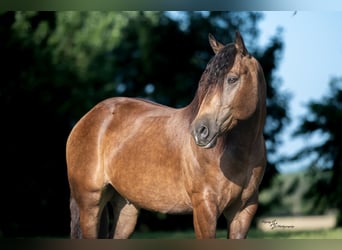 Arbeitspferd Mix, Wallach, 4 Jahre, 152 cm, Buckskin