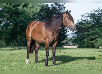 Arbeitspferd Mix, Wallach, 4 Jahre, 152 cm, Buckskin