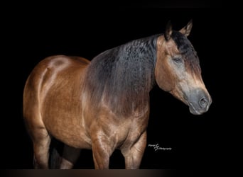 Arbeitspferd Mix, Wallach, 4 Jahre, 152 cm, Buckskin