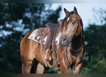 Arbeitspferd Mix, Wallach, 4 Jahre, 152 cm, Buckskin