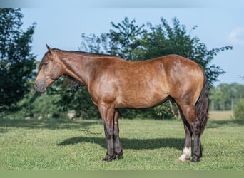Arbeitspferd Mix, Wallach, 4 Jahre, 152 cm, Buckskin