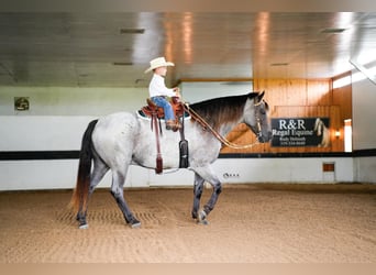 Arbeitspferd Mix, Wallach, 4 Jahre, 152 cm, Roan-Blue