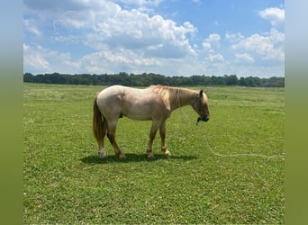 Arbeitspferd, Wallach, 4 Jahre, 152 cm, Roan-Red