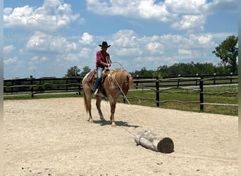 Arbeitspferd, Wallach, 4 Jahre, 152 cm, Roan-Red