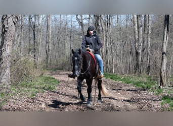 Arbeitspferd Mix, Wallach, 4 Jahre, 152 cm, Schimmel