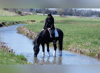 Arbeitspferd Mix, Wallach, 4 Jahre, 152 cm, Schimmel