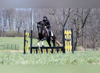 Arbeitspferd Mix, Wallach, 4 Jahre, 152 cm, Schimmel