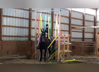 Arbeitspferd Mix, Wallach, 4 Jahre, 152 cm, Schimmel