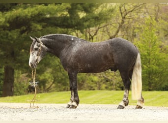 Arbeitspferd Mix, Wallach, 4 Jahre, 155 cm, Apfelschimmel