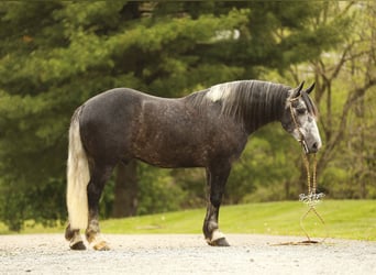 Arbeitspferd Mix, Wallach, 4 Jahre, 155 cm, Apfelschimmel