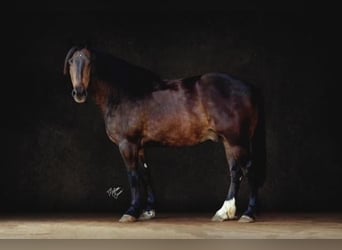 Arbeitspferd Mix, Wallach, 4 Jahre, 155 cm, Brauner