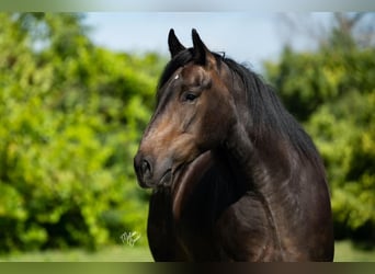 Arbeitspferd Mix, Wallach, 4 Jahre, 155 cm, Brauner