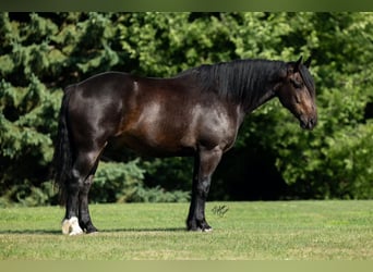 Arbeitspferd Mix, Wallach, 4 Jahre, 155 cm, Brauner