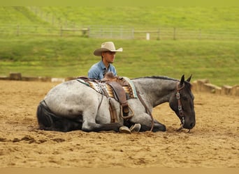 Arbeitspferd Mix, Wallach, 4 Jahre, 155 cm, Roan-Blue