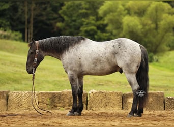 Arbeitspferd Mix, Wallach, 4 Jahre, 155 cm, Roan-Blue