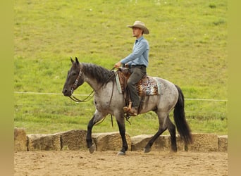 Arbeitspferd Mix, Wallach, 4 Jahre, 155 cm, Roan-Blue