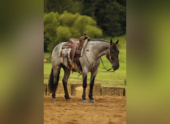 Arbeitspferd Mix, Wallach, 4 Jahre, 155 cm, Roan-Blue