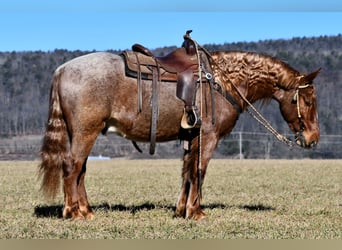 Arbeitspferd Mix, Wallach, 4 Jahre, 155 cm, Roan-Red