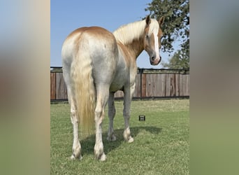 Arbeitspferd Mix, Wallach, 4 Jahre, 155 cm, Rotfuchs