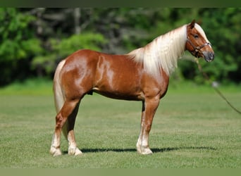 Arbeitspferd Mix, Wallach, 4 Jahre, 155 cm, Rotfuchs