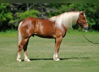 Arbeitspferd Mix, Wallach, 4 Jahre, 155 cm, Rotfuchs