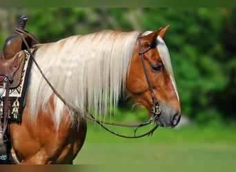 Arbeitspferd Mix, Wallach, 4 Jahre, 155 cm, Rotfuchs