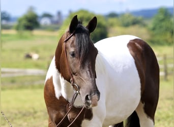 Arbeitspferd Mix, Wallach, 4 Jahre, 155 cm, Schecke