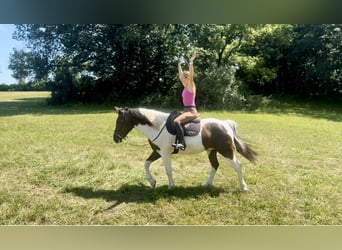 Arbeitspferd Mix, Wallach, 4 Jahre, 155 cm, Schecke