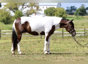 Arbeitspferd Mix, Wallach, 4 Jahre, 155 cm, Schecke