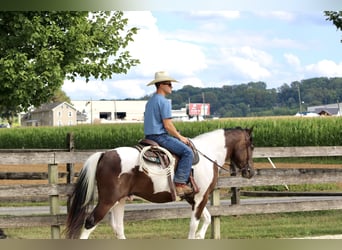 Arbeitspferd, Wallach, 4 Jahre, 155 cm, Schecke