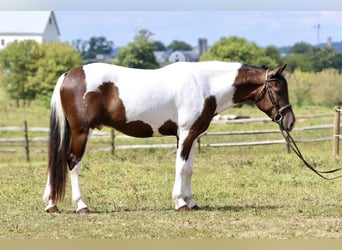 Arbeitspferd, Wallach, 4 Jahre, 155 cm, Schecke