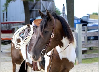 Arbeitspferd, Wallach, 4 Jahre, 155 cm, Schecke