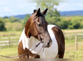 Arbeitspferd, Wallach, 4 Jahre, 155 cm, Schecke