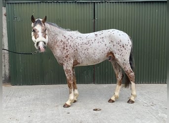 Arbeitspferd, Wallach, 4 Jahre, 156 cm, Tigerschecke