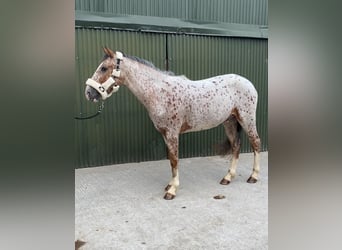 Arbeitspferd, Wallach, 4 Jahre, 156 cm, Tigerschecke