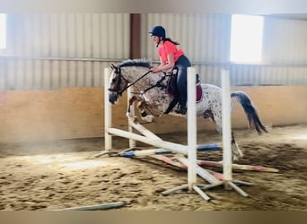 Arbeitspferd, Wallach, 4 Jahre, 156 cm, Tigerschecke