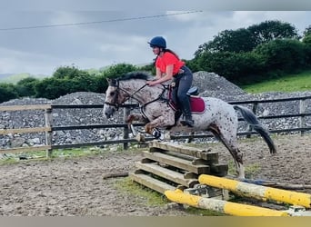 Arbeitspferd, Wallach, 4 Jahre, 156 cm, Tigerschecke