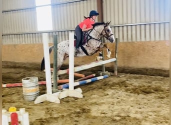 Arbeitspferd, Wallach, 4 Jahre, 156 cm, Tigerschecke