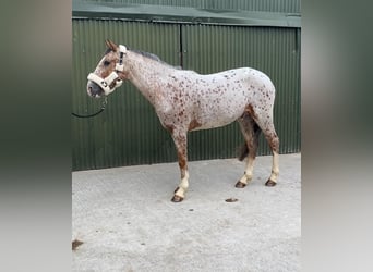 Arbeitspferd, Wallach, 4 Jahre, 156 cm, Tigerschecke