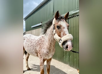 Arbeitspferd, Wallach, 4 Jahre, 156 cm, Tigerschecke
